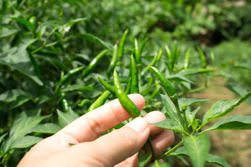 Naklejka na ściany i meble Farmer hand holding green ripe of chillies on plant garden.