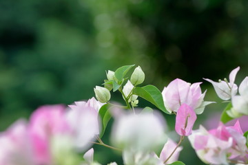 Set of White bougainvillea flowers, mixed pink