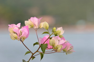 Set of White bougainvillea flowers, mixed pink