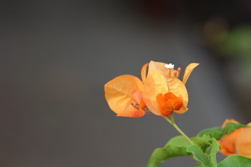 Orange bougainvillea photo set