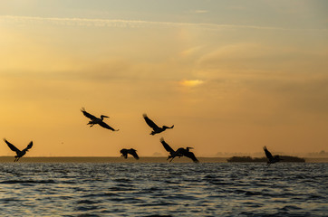 Group of pelican is flying in the sky.