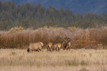 Obraz na płótnie Canvas Herd of Elk During the Fall Rut in Wyoming