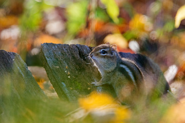 eastern chipmunk in autumn