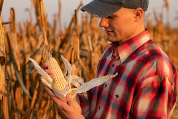 Portrait of young farmer or agronomist standing in corn field examining the yield before harvest at sunset. - Image © Andrej