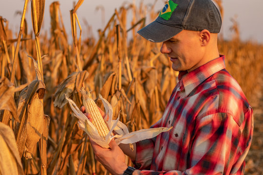 Portrait Of Young Farmer Or Agronomist Standing In Corn Field Examining The Yield Before Harvest At Sunset. - Image