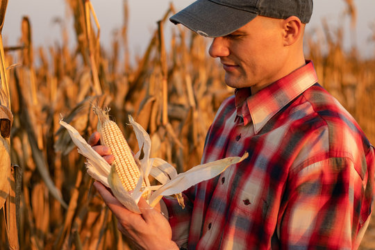 Portrait of young farmer or agronomist standing in corn field examining the yield before harvest at sunset. - Image