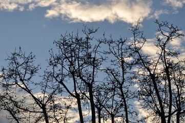 silhouettes of trees