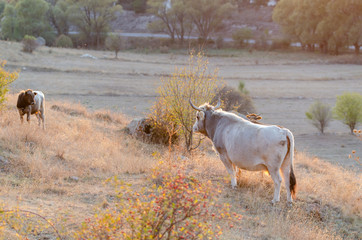 Fototapeta premium Pasture with cows in autumn day