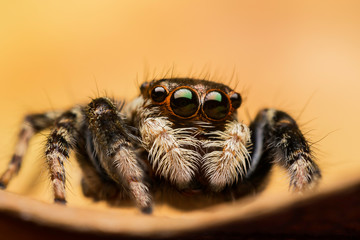 jumping spider