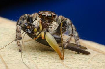 jumping spider and food