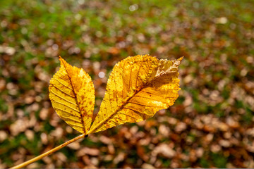 feuilles de marronniers 8