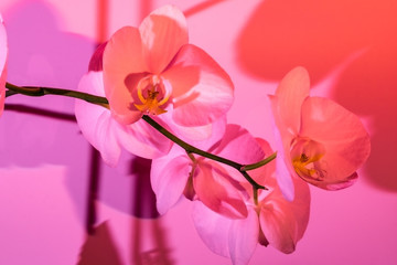 Delicate white orchid on pink and red background in neon light close up. Backdrop for your design . Flowers concept.
