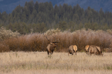 Herd of Elk During the Fall Rut in Wyoming
