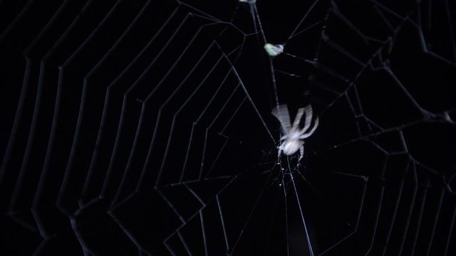 Spider caught a fly entangled in a cocoon. Close up of a female spider catch prey and wrapping it with web on a dry tree branch with background. Spider spinning web. 