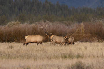 Herd of Elk During the Fall Rut in Wyoming