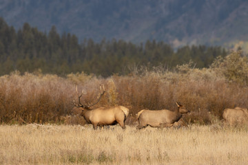 Herd of Elk During the Fall Rut in Wyoming