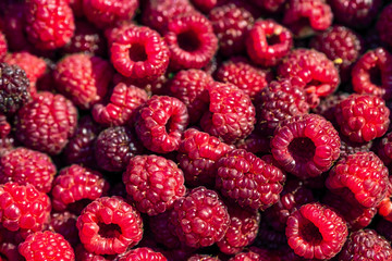 Fresh raspberries background closeup. Backdrop for your design . The concept of a healthy diet. Copy space.