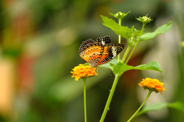 Leoparden-Netzflügler