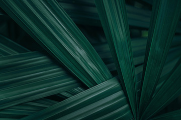 Fototapeta na wymiar closeup abstract palm leaf textures on dark blue tone, natural green background