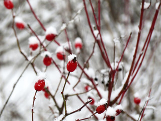 Snow covered red rosehip berries on winter bush. Concept of cold weather and snowfall, medicinal fruits of briar