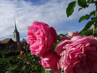 Rosenduft in Bern