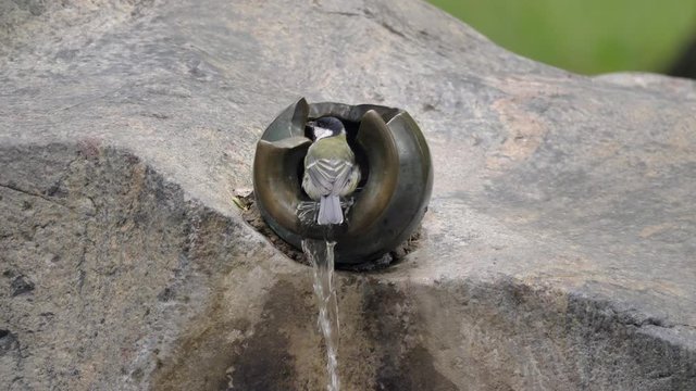 Little bird drinking water from fountain close up