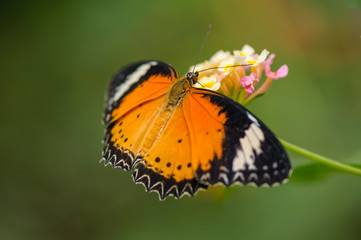Fototapeta na wymiar Kleiner Monarch (Danaus chrysippus) auf Wandelröschenblüte