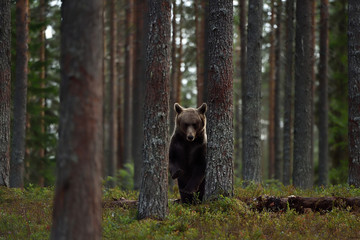 Brown bear in forest between the trees