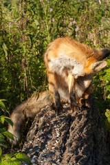 mushroom in the forest