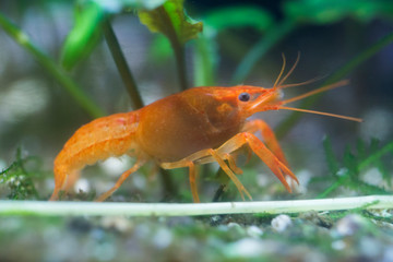 Cambarellus patzcuarensis Orange, orange dwarf crayfish, Mexican dwarf crayfish