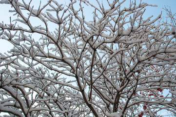 branches of a tree under snow