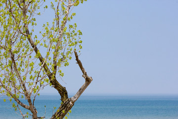 Tree and Sky
