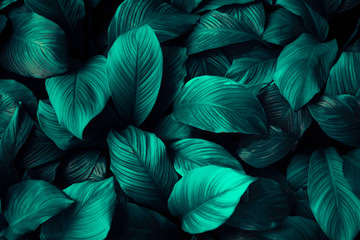 Naklejka na ściany i meble Spathiphyllum cannifolium leaf concept, dark green abstract texture, natural background, tropical leaves in Asia and Thailand