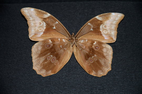 Morpho anaxibia, Bresil, face ventrale
