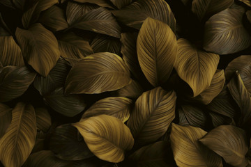 Obraz na płótnie Canvas Spathiphyllum cannifolium leaf concept, dark green abstract texture, natural background, tropical leaves in Asia and Thailand