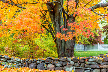 An autumn afternoon in suburban Massachusetts