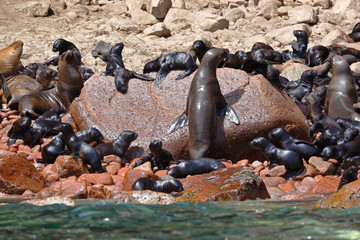 Wild colony of sea lions (Otaria flavescens) on the shore of the Ballestas Islands in Paracas, Peru.