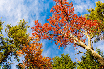 Colorful Closeup of  Trees in Foliage -New Hampshire.