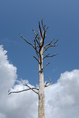 Silhouette of a dead tree against a blue sky and white clouds