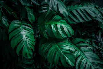 tropical leaves, dark green foliage in jungle, nature background