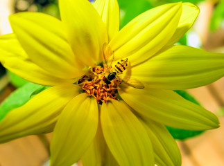 Yellow Bee on Yellow Flower
