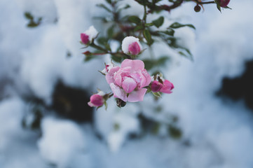 pink flower rose hip under snow
