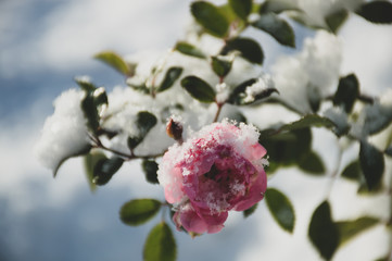 pink flower rose hip under snow