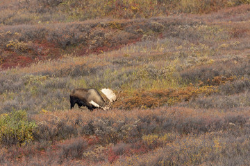 Alaska Yukon Bull Moose in Denali National Park in Autumn