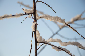 branches of a tree under snow