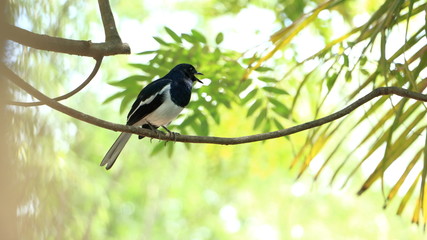Oriental Magpie-Robin on the bamboo pole, Magpie Robin (Copsychus saularis)