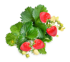 Ripe strawberries with leaves, fresh and clean from the deliciously sweet garden on a white background.