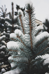 pine tree under snow