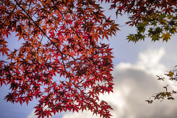 紅葉