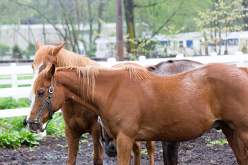 Fototapeta premium Horse